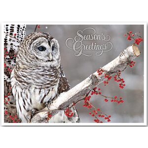 Winter Owl Holiday Cards