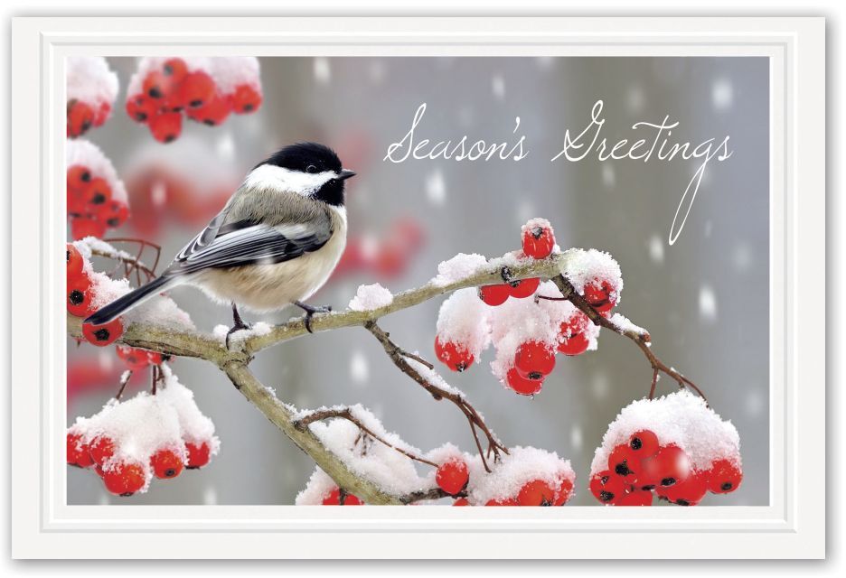 Tweet Greetings Holiday Postcards Featuring Cute Bird on Branch with Berries