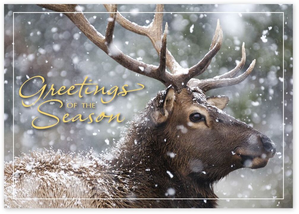 Custom Wildlife Holiday Greeting Cards - Snowfall Deer