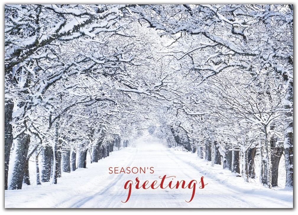 Custom Snowy Tree Lane Holiday Cards